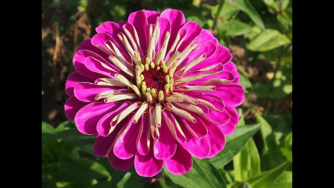 Youtube Vorschau - Video ID IbZwhdWWD1A